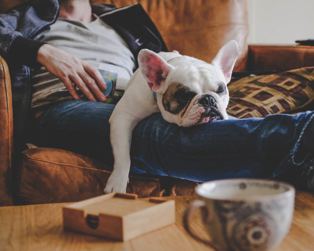 Resident and his pup relaxing in their new home at Olympus Steelyard in Chandler, Arizona