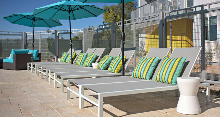 Community lounge chairs by the pool at Novella at Arcadia in Phoenix, Arizona