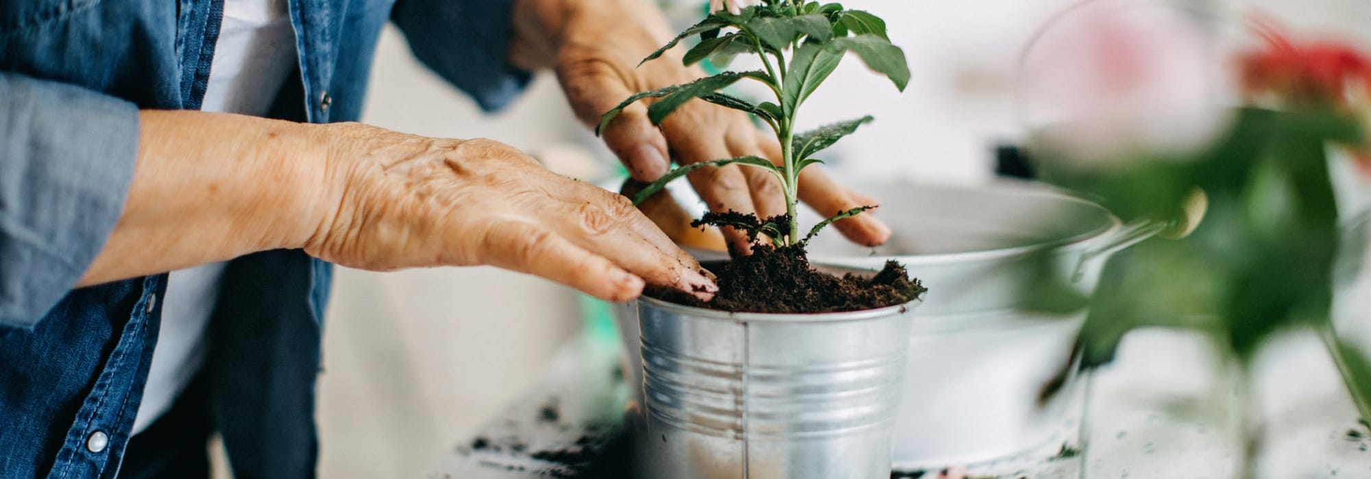 Horticulture and pet therapy at Cascade Park Gardens Memory Care in Tacoma, Washington