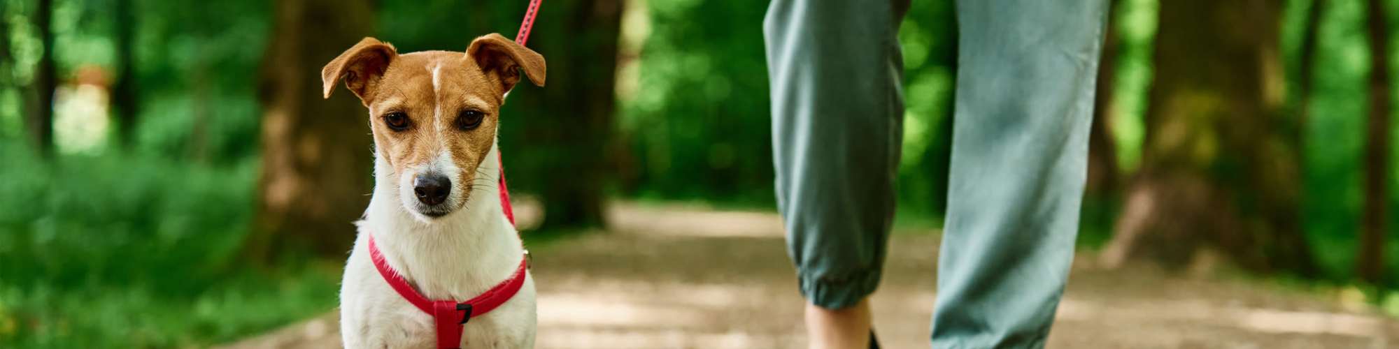 Pet Friendly Amenities | The Eastern in Raleigh, North Carolina