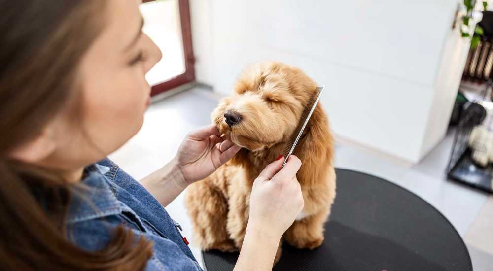 Resident grooming her dog at Tarzana Springs in Tarzana, California