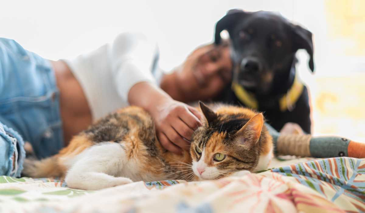 Dog and cat sitting with his owners in bedroom at The Legends At ChampionsGate in ChampionsGate, Florida