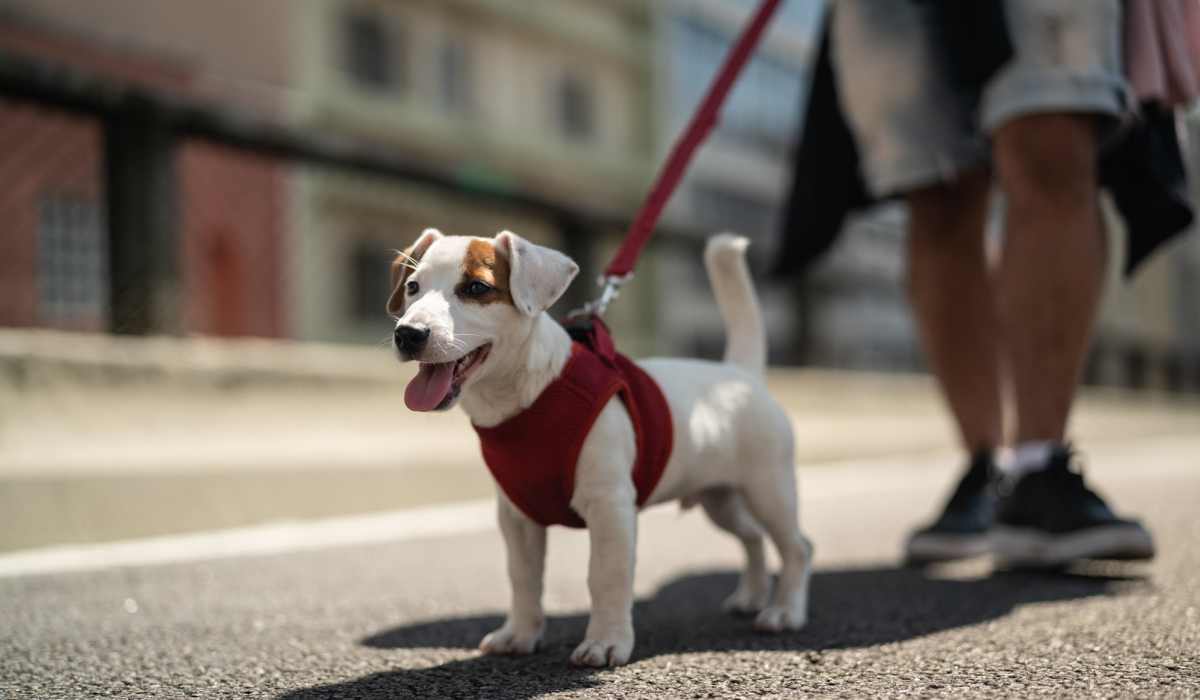 Happy dog on a walk outside at 2202 Luann Place Apartments in Madison, Wisconsin