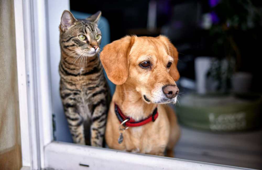 Resident pets cat and dog near the window at Vanguard Apartments in Durham, North Carolina