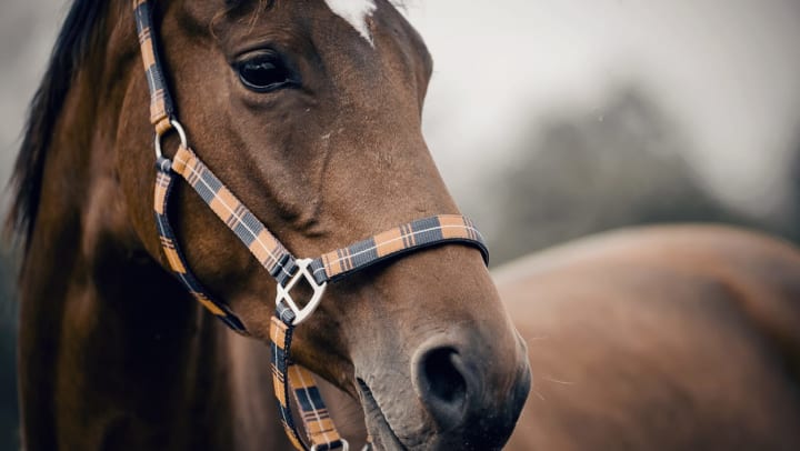 Portrait of a young brown sports horse with a white spot on its forehead in a halter | equestrian facilities in Carrollton