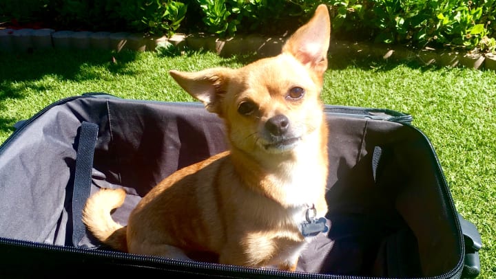 Dog Sitting in Suitcase Oakley, CA
