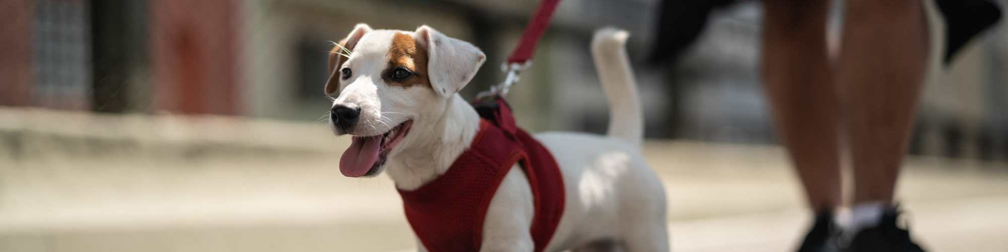 Pet-Friendly | Sawgrass Park in Gulfport, Mississippi
