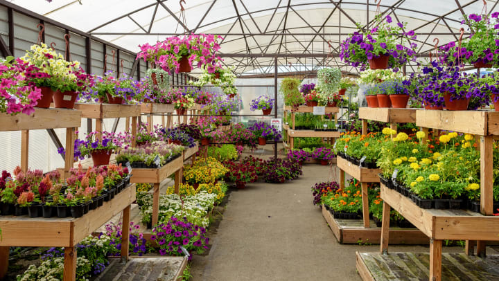 Flowers in wooden racks line a greenhouse | Plant nurseries in Ooltewah