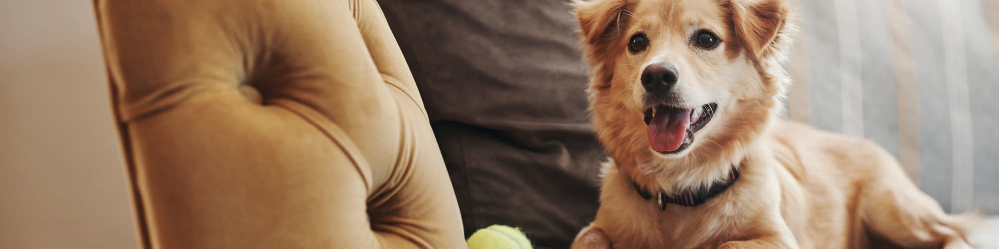 Mobile, AL Pet Friendly Apartments for Rent