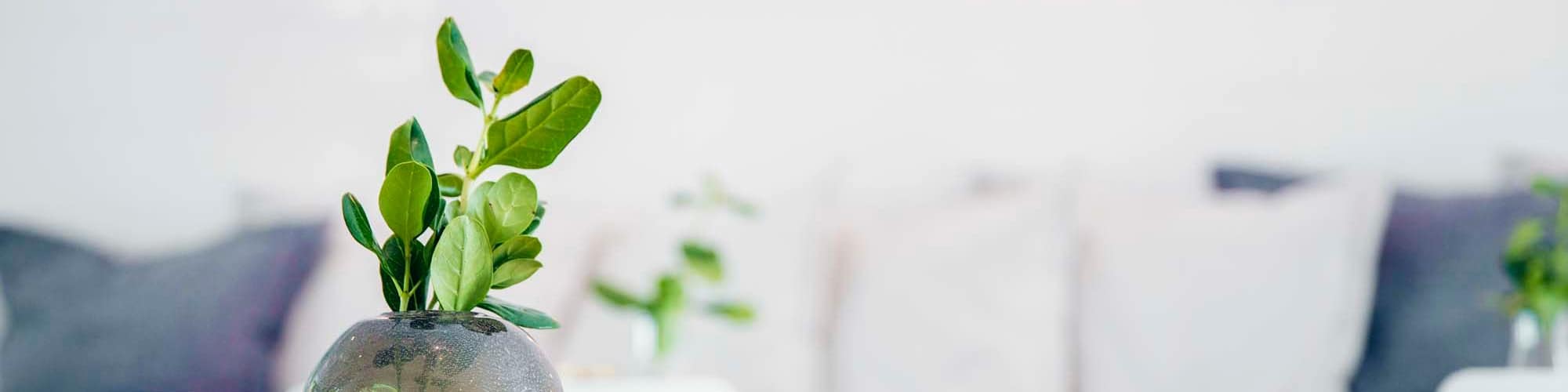 Green Initiatives | Wild Rose Flats in Phoenix, Arizona