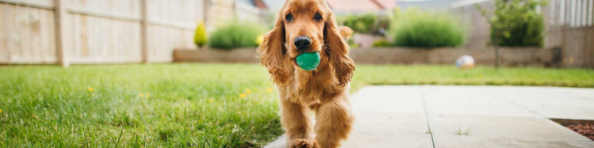 Pet Friendly | Tuscany Court Townhomes in Hondo, Texas