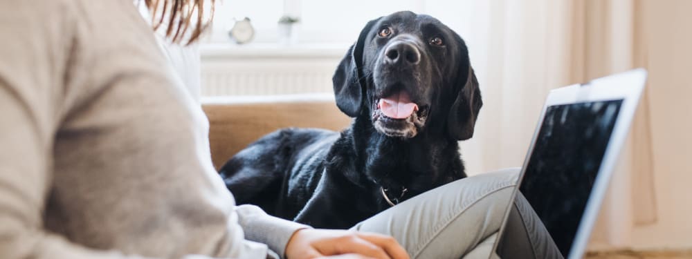 A good dog at pet-friendly Haven Hills in Vancouver, Washington