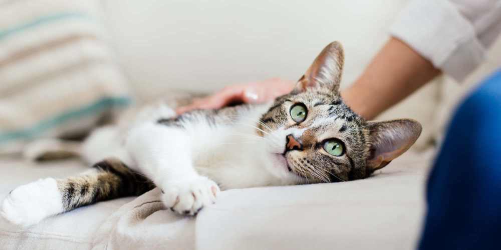 Cat getting pets at Paxton Point Hope in Charleston, South Carolina