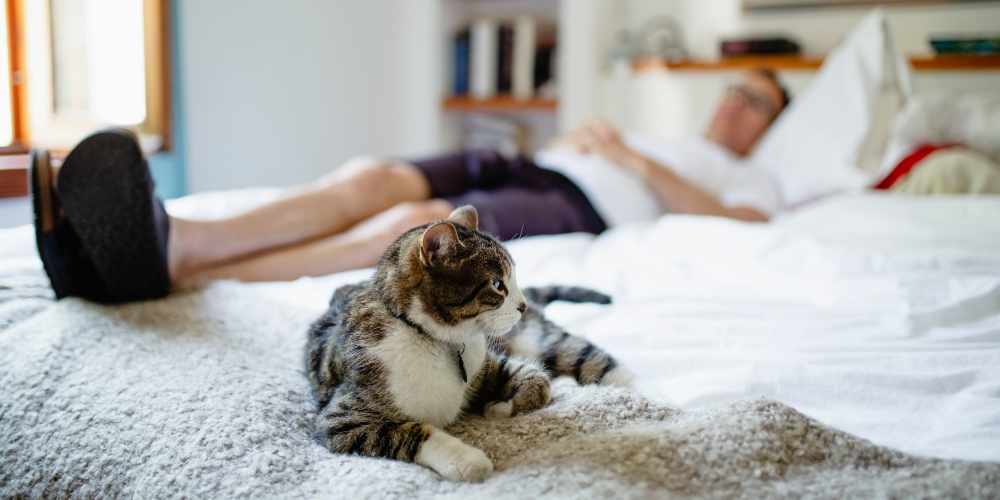 Kitten lying on a bed with their owner in their new home at The District in Asheville, North Carolina