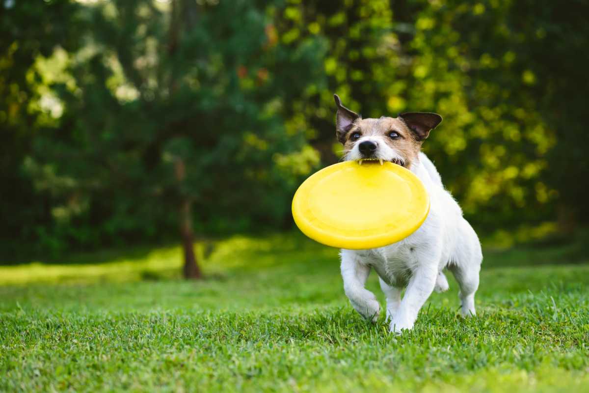 A joyful dog running with a frisbee in his mouth at the dog park at The Willows in Shreveport, Louisiana