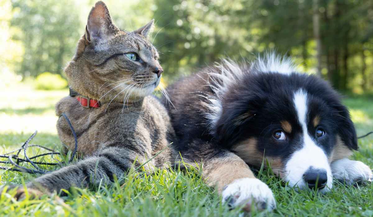 Cat and dog at Seagrove in Conroe, Texas