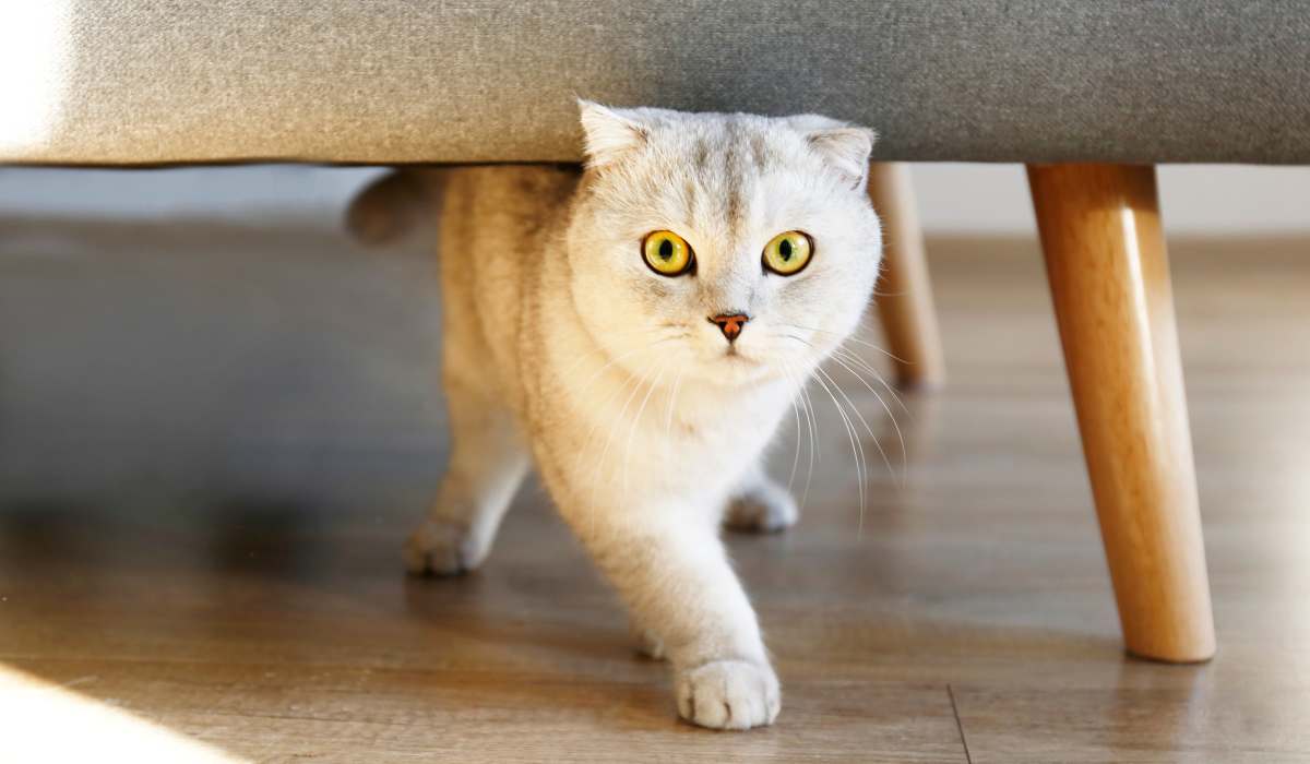 A cat walking under a chair in an apartment at Copper Steppe in Parker, Colorado