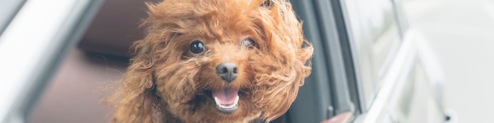 Pet-friendly apartments at The Piedmont in Tempe, Arizona