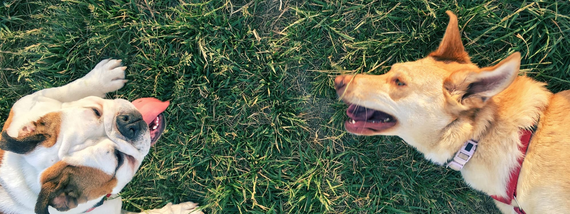 Pet Friendly Apartments in Norwood, OH Factory 52 Apartments