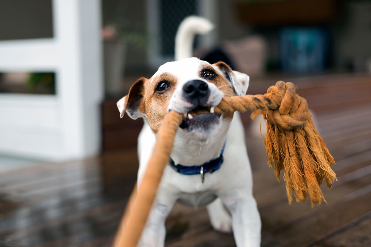 Pet friendly apartments with onsite dog park at The Pointe at Siena Ridge in Davenport, Florida