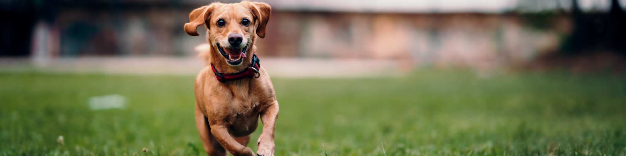 Pet Friendly | Broadway Village Apartments in Greenfield, Indiana