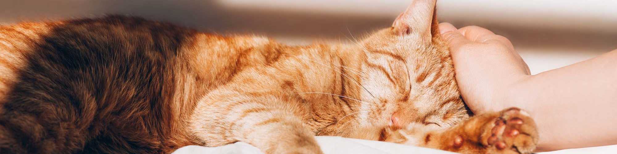 Pet Friendly | Brentwood 509 Apartments in Olympia, Washington