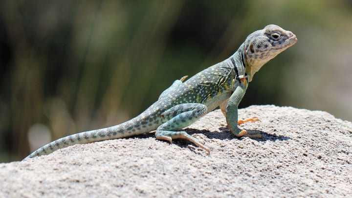 Collared lizard on a rock, background plants blurred out.