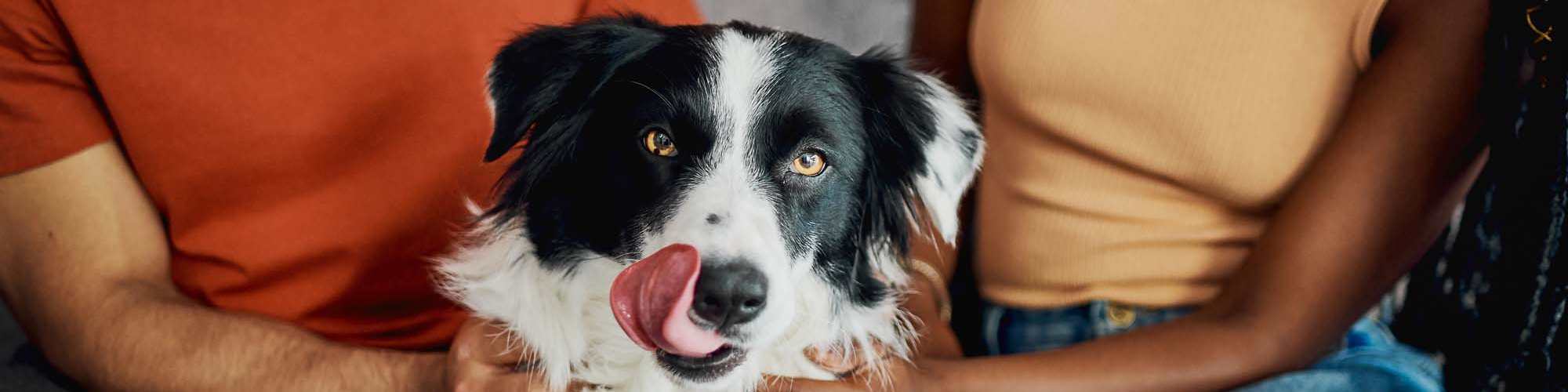 Pet Friendly | Covington Woods Apartments in Lansing, Kansas 