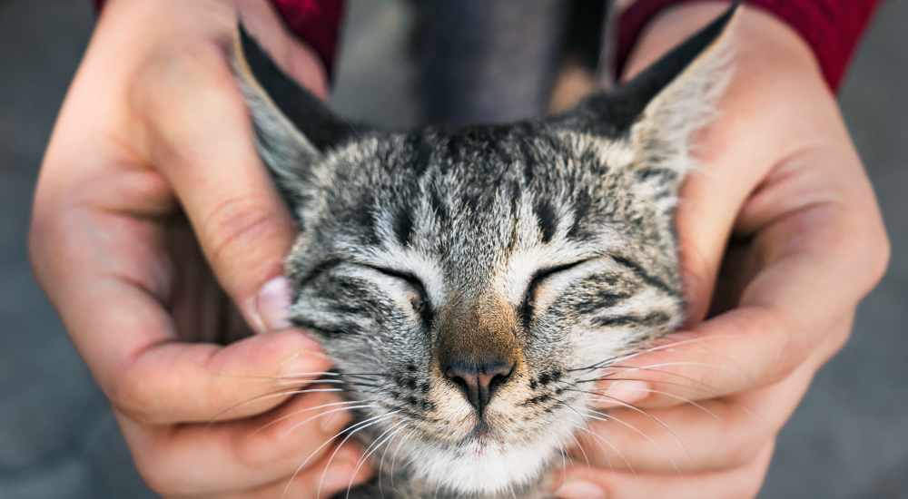 Close up of a happy cat at Ascent at Aldersgate in Little Rock, Arkansas