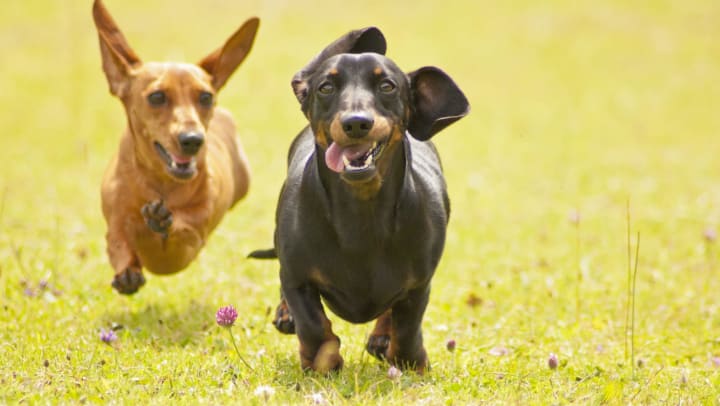 Two dogs running in a field of grass