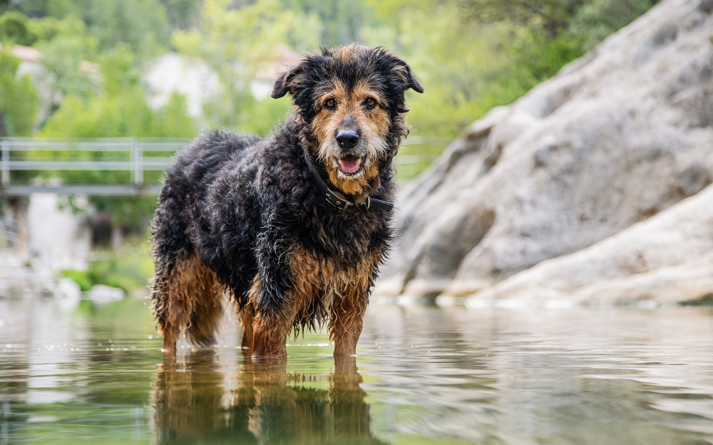 Resident dog cooling off in a creek on a nature trail near The Preserve at Milltown in Downingtown, Pennsylvania