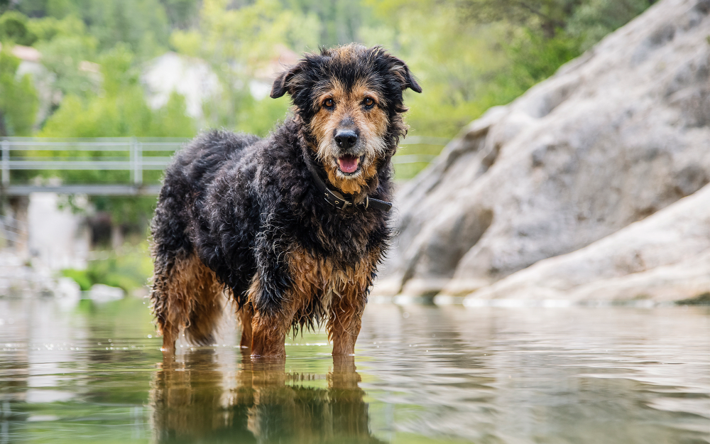 Resident dog cooling off in a creek on a nature trail near Stonebridge Crossing Apartment Homes in Cordova, Tennessee