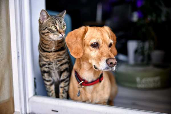 Cat and dog at The Falgrove Apartments in Omaha, Nebraska