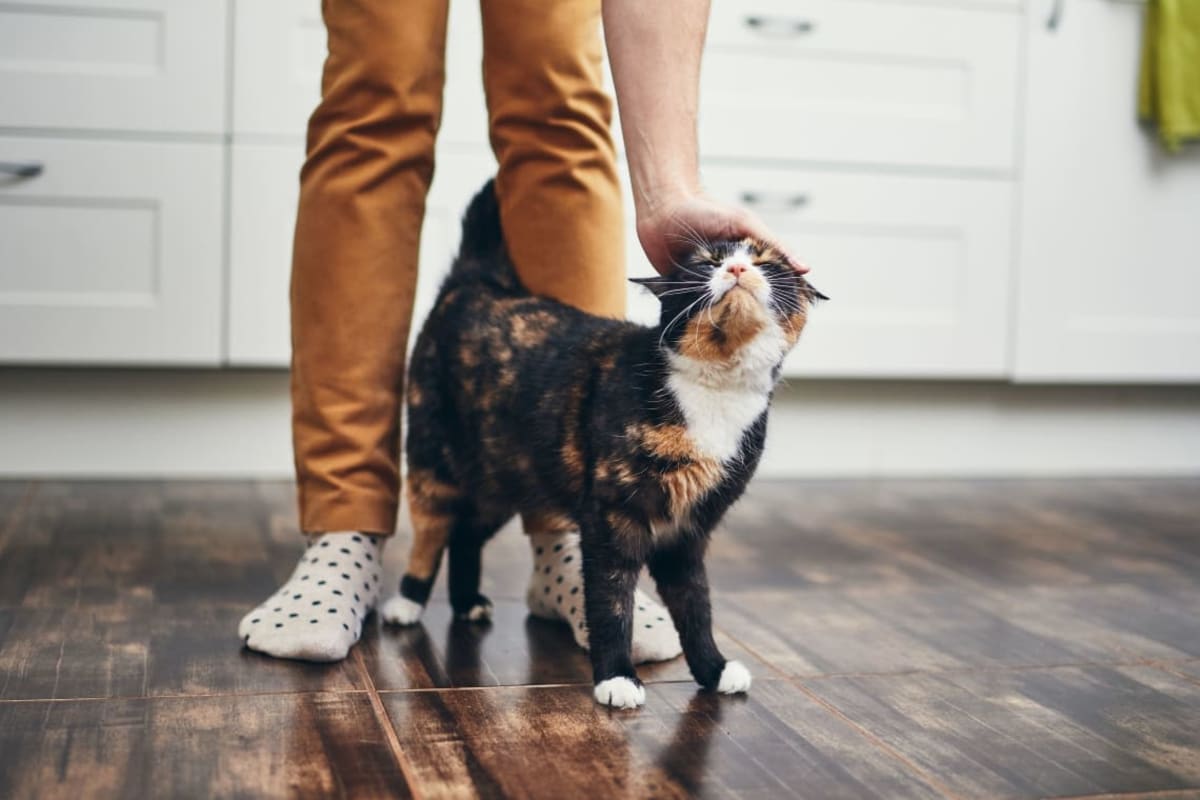 Resident cat and owner loving their new kitchen at Central Park Estates in Novi, Michigan