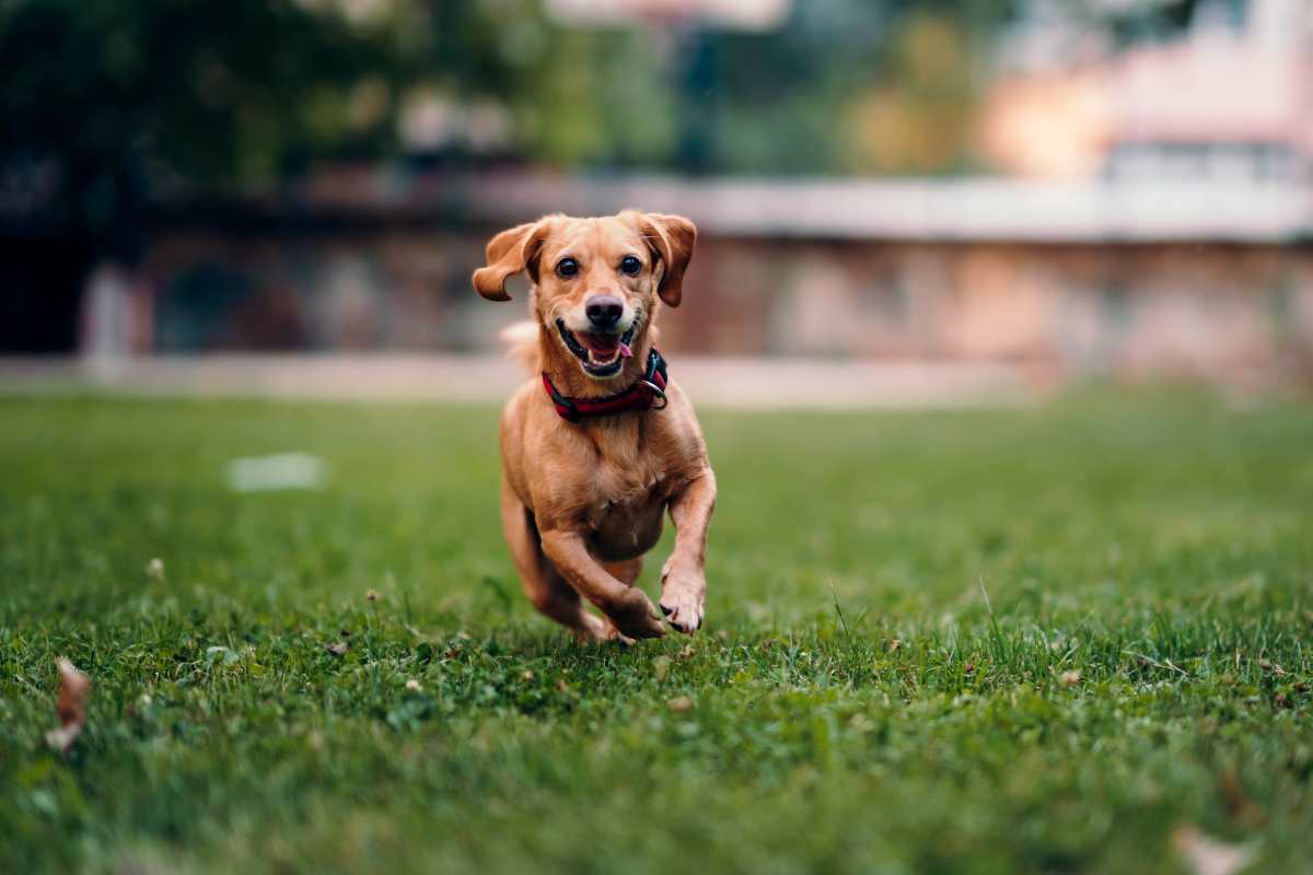 Dog running at Olympus at Arroyo Verde in Tucson, Arizona