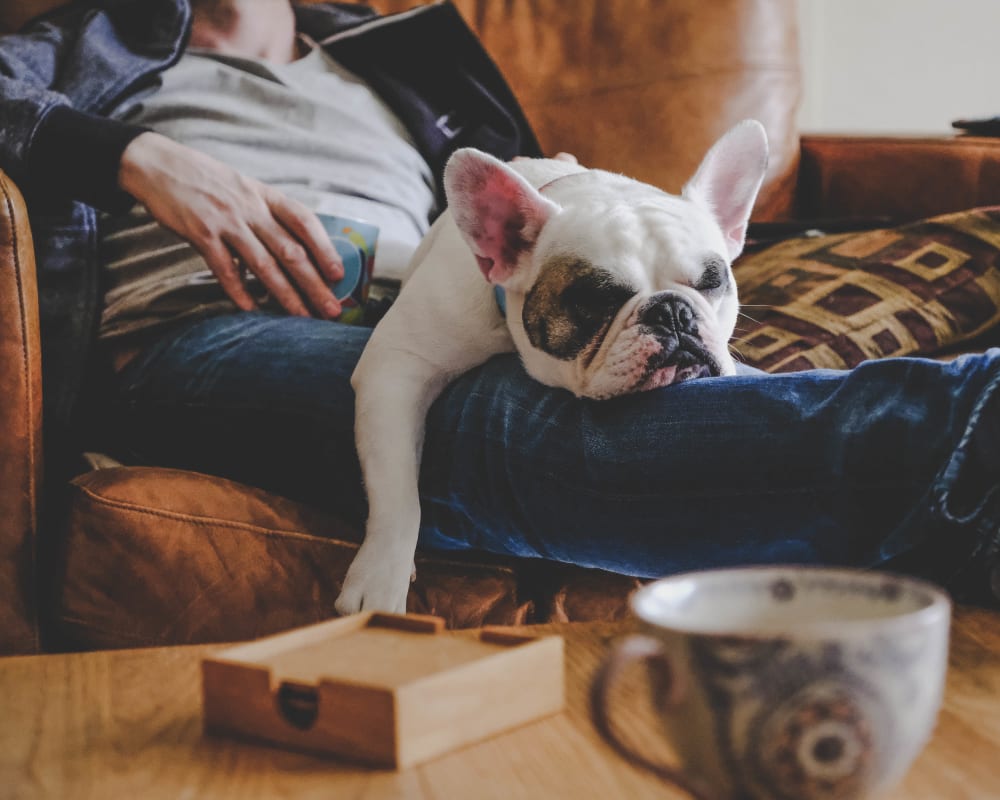 Resident pup and his owner relaxing on the couch in their new apartment at Olympus Encantada in Albuquerque, New Mexico