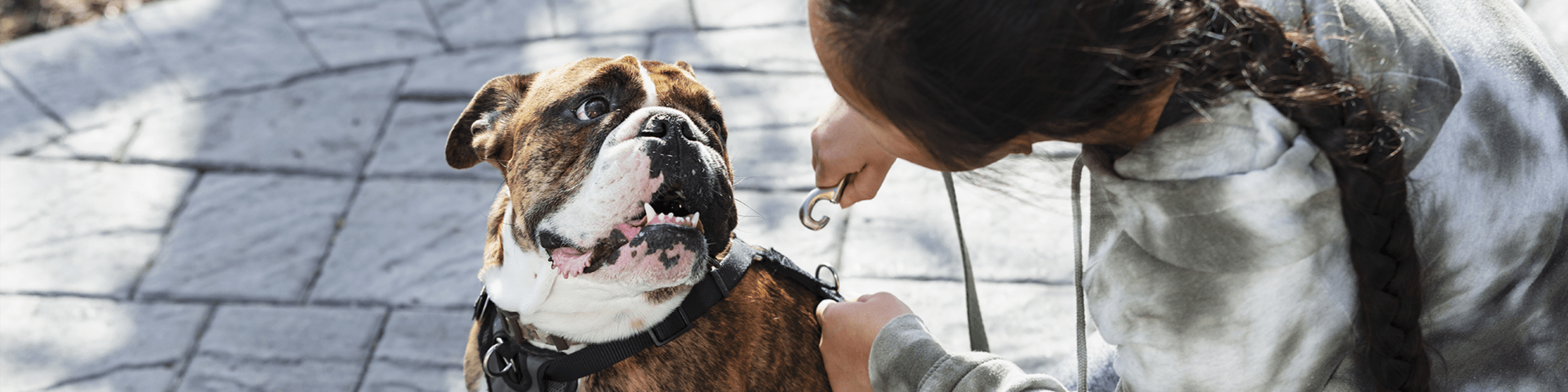 Pet Friendly at The Abbey at Champions in Houston, Texas