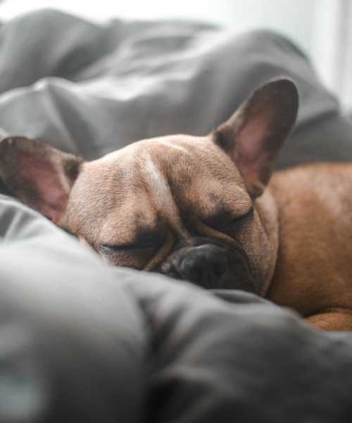 Cute little dog sleeping at Charleston in San Antonio, Texas