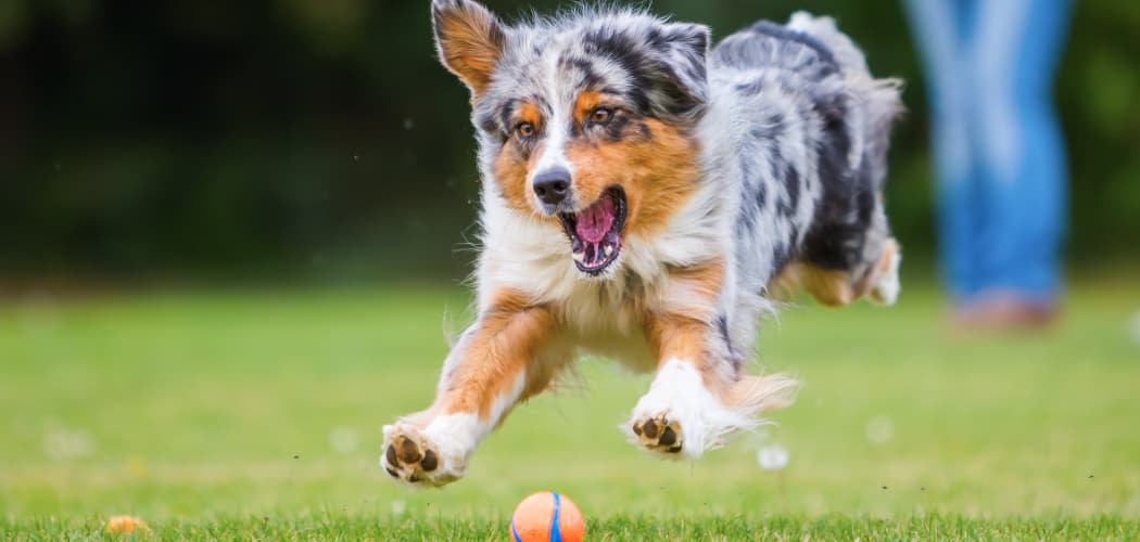Dog playing catch with its owner at IMT Miramar in Miramar, FL