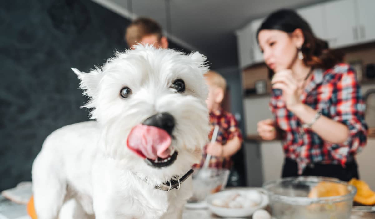 Pet-friendly community at Norwood Walk in Troutman, North Carolina