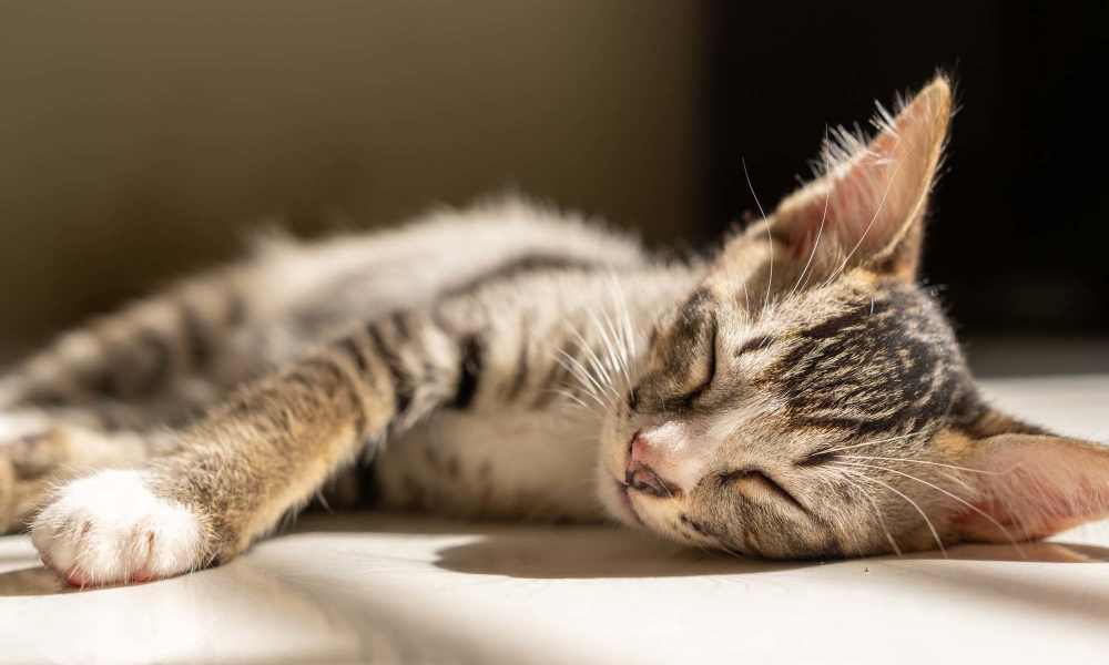 Happy pet cat at Fairlawn Estates at the T in Mattapan, Massachusetts