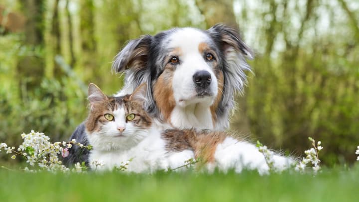 A cat and dog sitting together in a field.