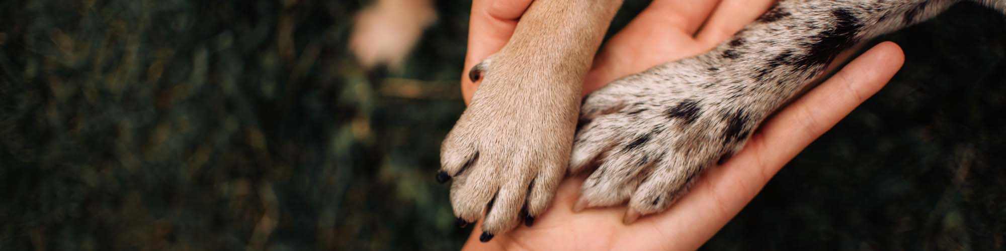 Pet-Friendly | Carver Ridge in Hutto, Texas