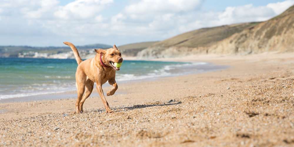 Bring your pup to the beaches near The Residences at Enso in Jacksonville, Florida