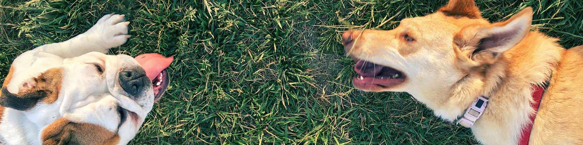 Pet Friendly | Fairway Breeze in El Reno, Oklahoma