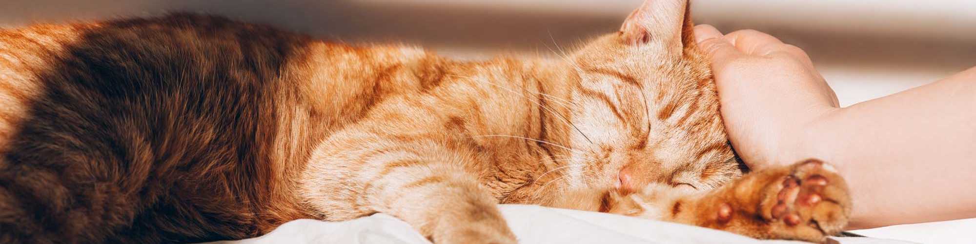 Pet-Friendly | Columbia Greens in Houston, Texas