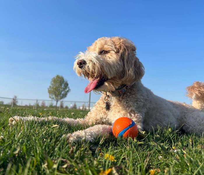 Happy dog sitting in a field at Ennova Highlands in Arlington, Texas