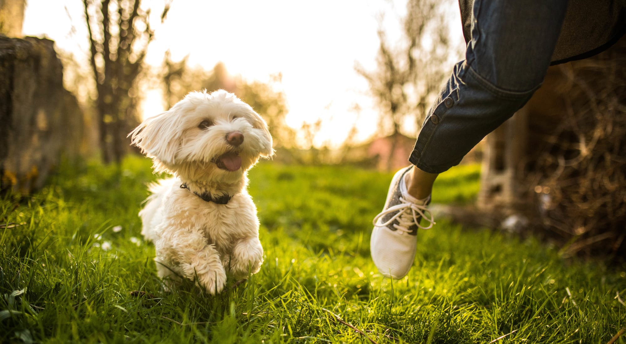 Pet-friendly apartments at Racquet Club Apartments and Townhomes in Levittown, Pennsylvania