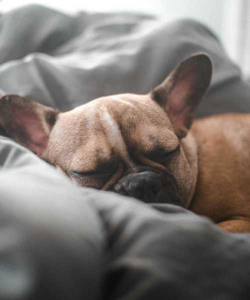 Dog at Aberdeen at Bellmar in Dallas, Texas