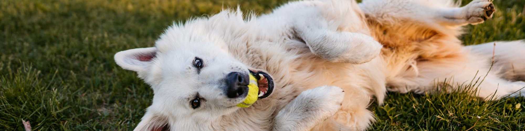 Pet Friendly | Brentwood Apartments in Olympia, Washington
